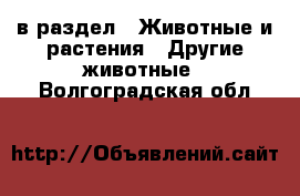  в раздел : Животные и растения » Другие животные . Волгоградская обл.